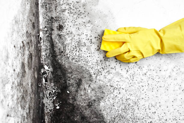 Best Mold Remediation Experts  in Elizabeth City, NC