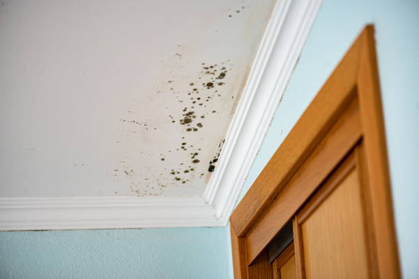 Best Mold Cleaning Services  in Elizabeth City, NC